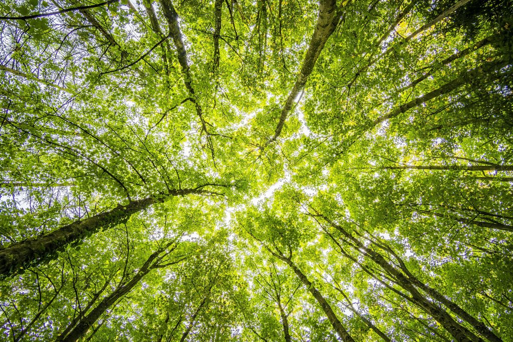 Chain of Custody (CoC) Certification: What's it and How to Get it?